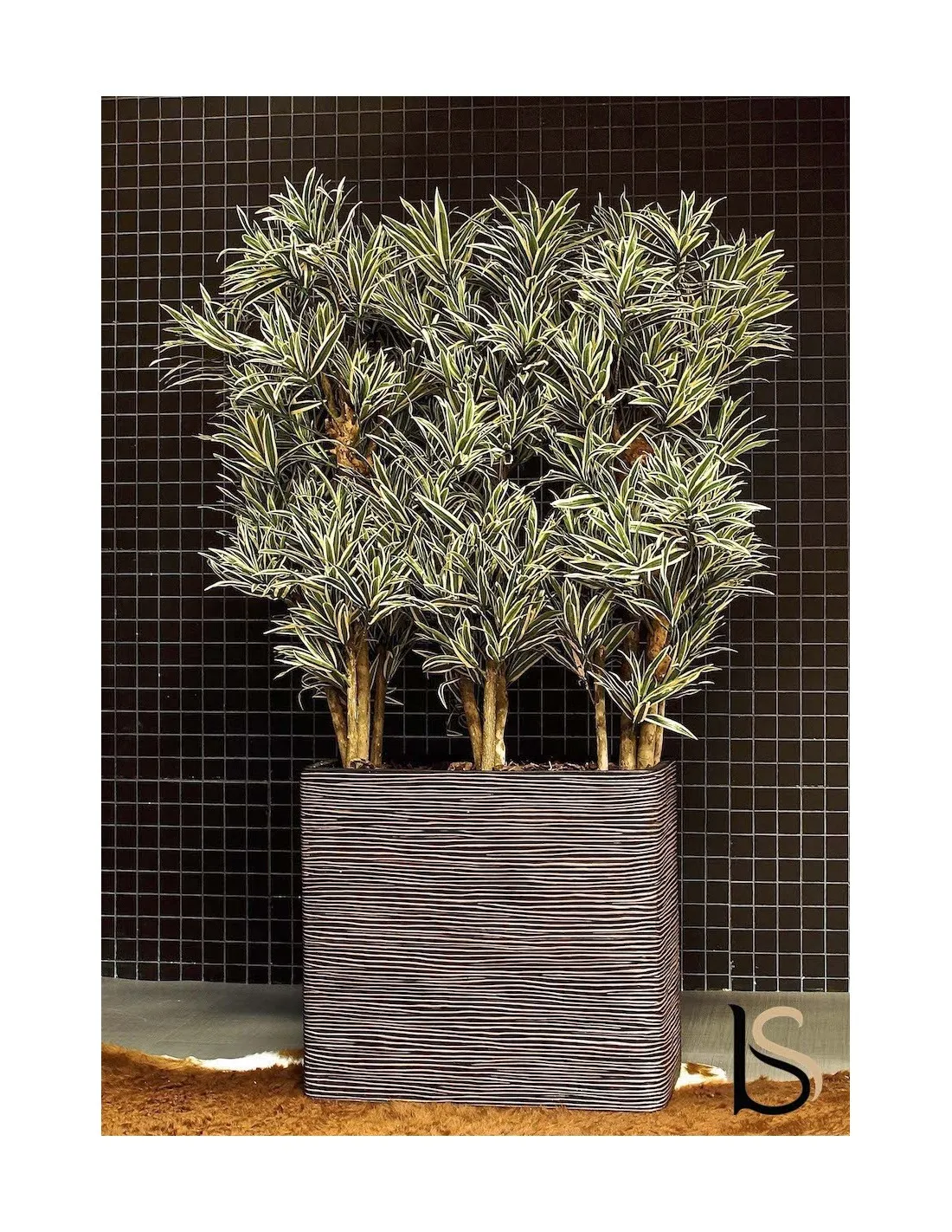 Composition de 3 Dracenas jaunes artificiels de 165 cm - Tanaman